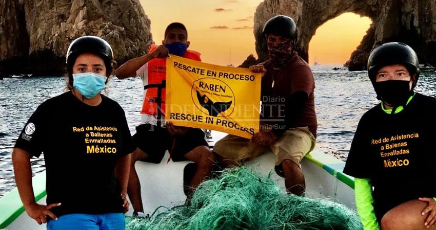 Raben rescata ejemplares de ballena enredadas en mallas de pesca