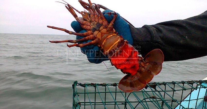 A punto de terminar captura de Langosta y no se recuperó el precio 