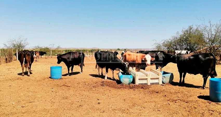 Anuncian barrido contra la tuberculosis bovina en Comondú