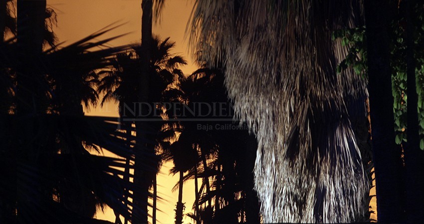 Estamos trabajando un manual de manejo para control de palmares: Milena Quiroga