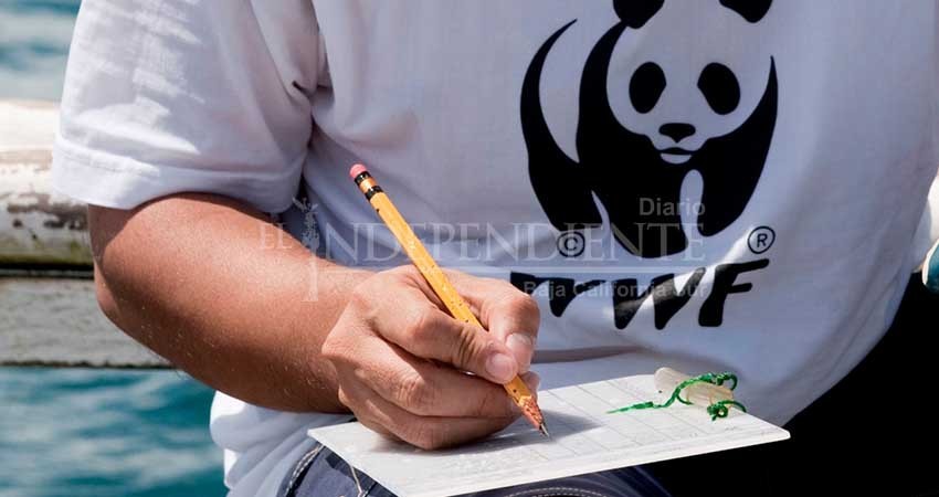 Expertos evalúan impactos del derrame en Balandra: WWF