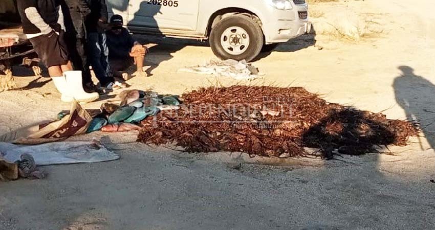 Recupera SEMAR 200 kilogramos de producto marino en El Tule