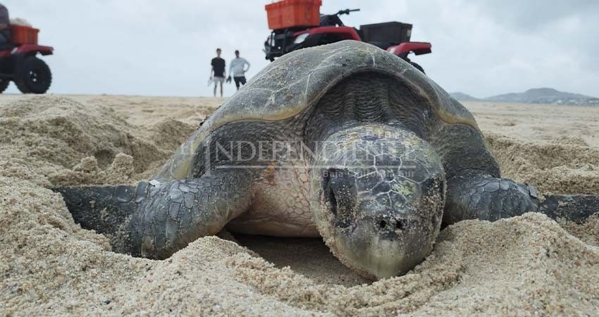 Ecología: Cualquier ciudadano puede ser voluntario para liberación de tortugas en Los Cabos