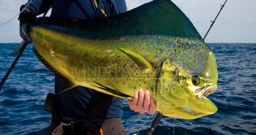 Expone Iniciativa Privada su rechazo a liberación de dorado a pesca comercial