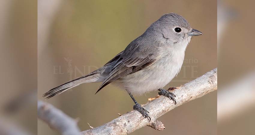 Gobierno de Arizona y organización SyCOMA trabajan para preservación de especie en Los Cabos