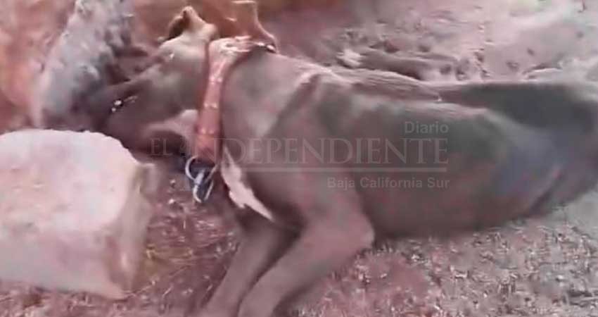 Denuncian otro caso de maltrato animal en Los Cabos