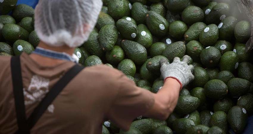 EU cede a la Secretaría de Agricultura la certificación del aguacate que México le exporta