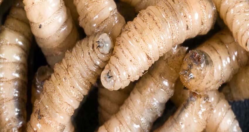 México registra aumento del 32% en los casos de gusano barrenador del ganado desde agosto