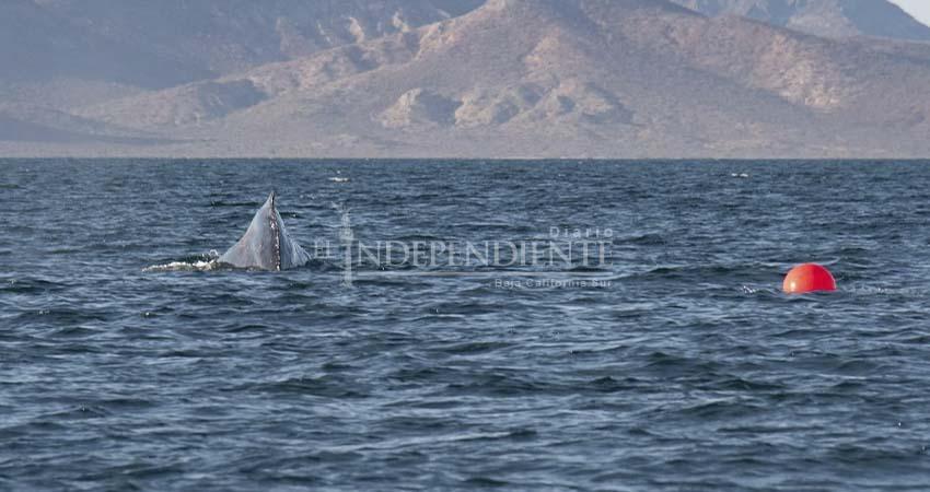 Al menos 5 ballenas enmalladas fueron rescatadas durante esta temporada por RABEN