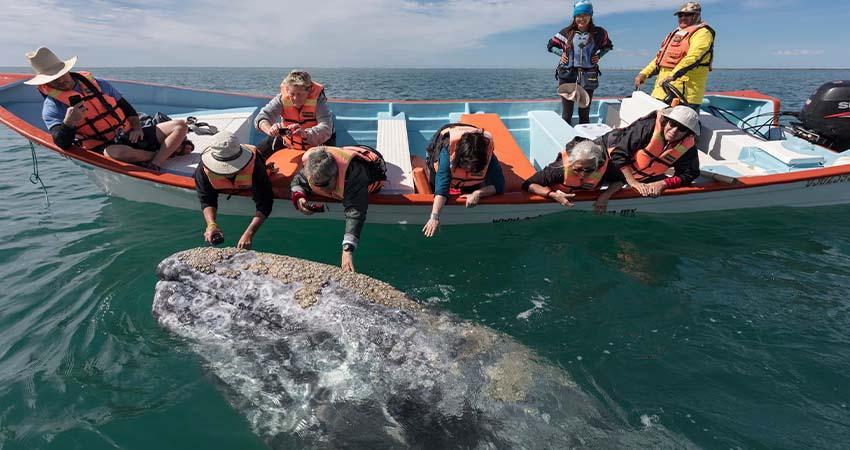 Alistan avistamiento de ballenas en el Pacífico, Semarnat publica calendario