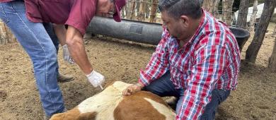 Refuerza Ayuntamiento de La Paz atención pecuaria en comunidades rurales durante 2025