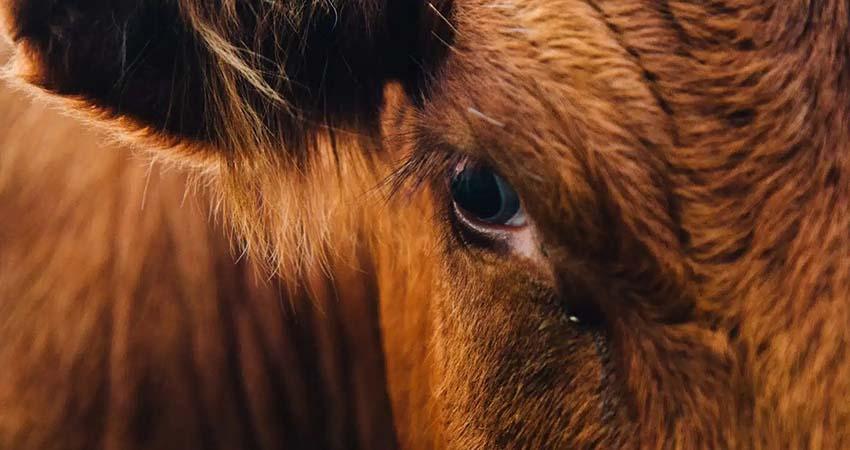 México ya suma 14,321 casos de gusano barrenador