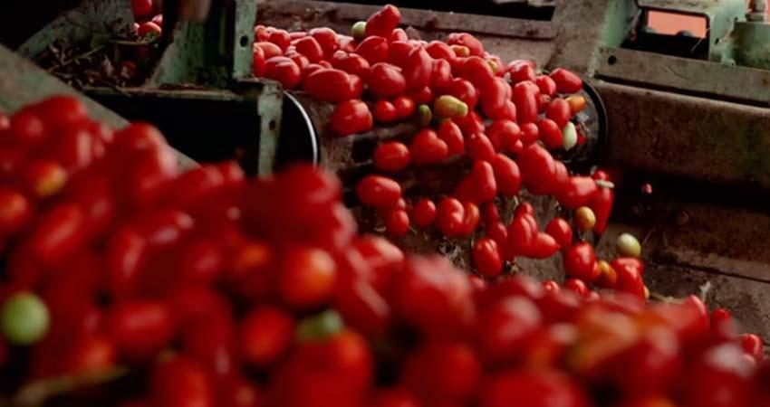 Tomates pierden atractivo frente a productores por aranceles de EU: sector agro