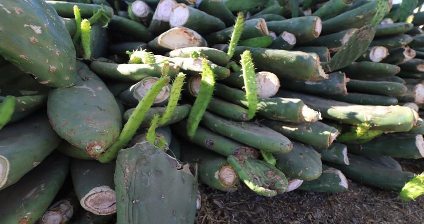 Instalan en UABCS parcela experimental de un proyecto de nopal forrajero