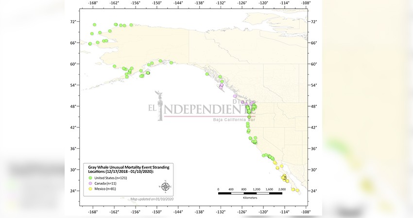 Reportan mortandad masiva de ballena gris