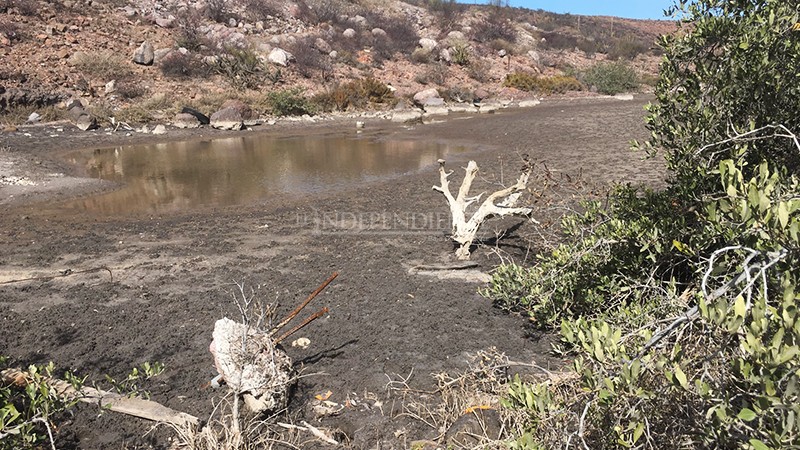 Costa Salvaje integra expediente por daño a manglares en carretera a Pichilingue