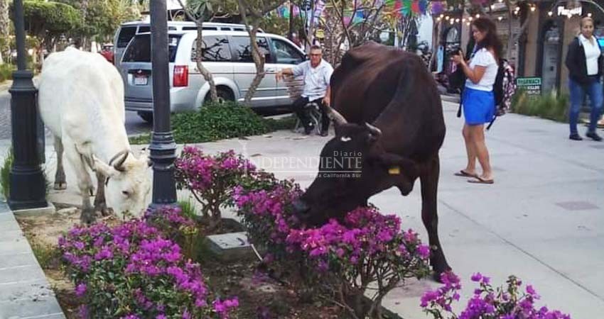 Sin soluciones para el ganado suelto, vacas "pasean" por el centro histórico de SJC