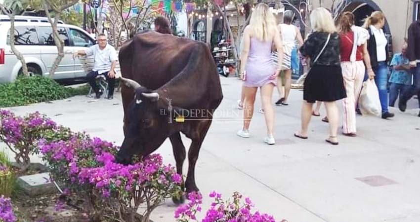 Sin soluciones para el ganado suelto, vacas "pasean" por el centro histórico de SJC