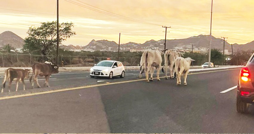 Riesgo latente la presencia de vacas y caballos en la carretera Transpeninsular 