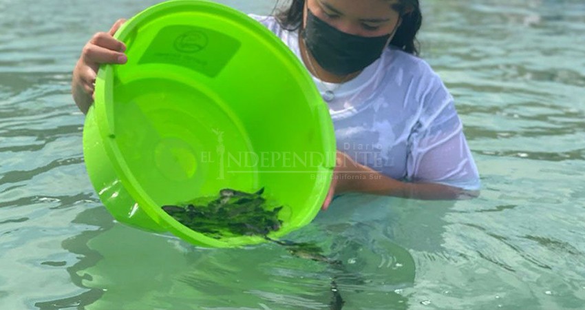 Veinte mil totoabas juveniles fueron liberadas en el Golfo de California