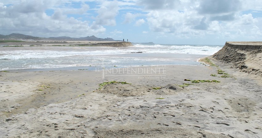 Apertura de la barra arenosa del estero provocó una mortandad de peces 