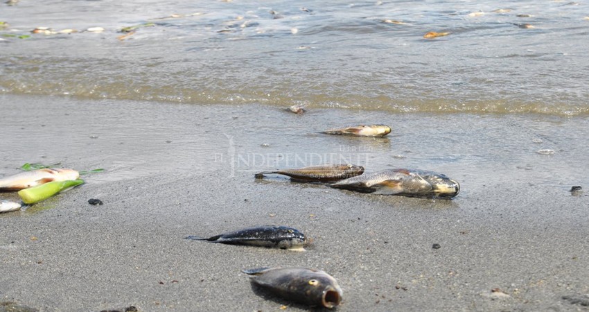 Apertura de la barra arenosa del estero provocó una mortandad de peces 