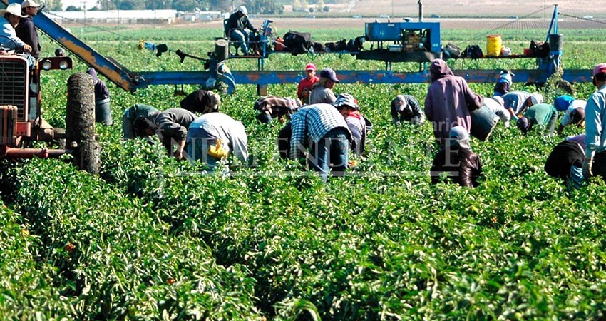 Llegan a BCS hasta 35 mil indígenas al año para trabajar; la mayoría son explotados 