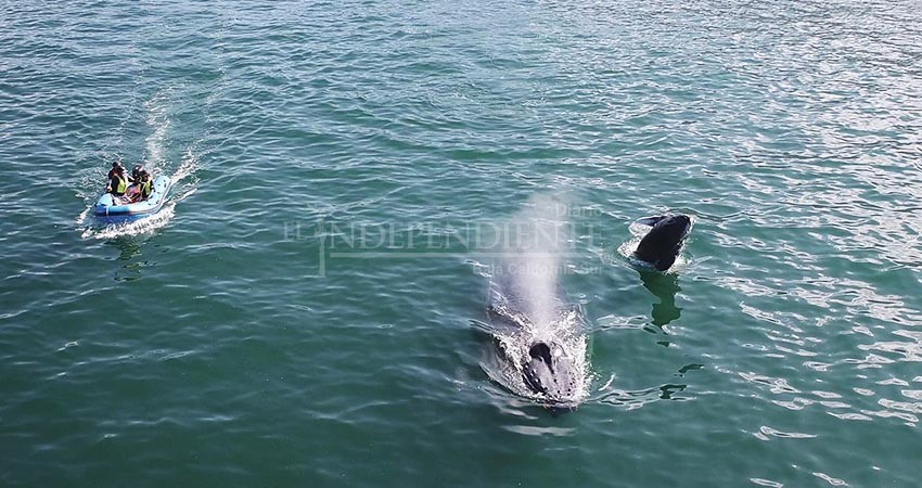 Raben rescata ejemplares de ballena enredadas en mallas de pesca 