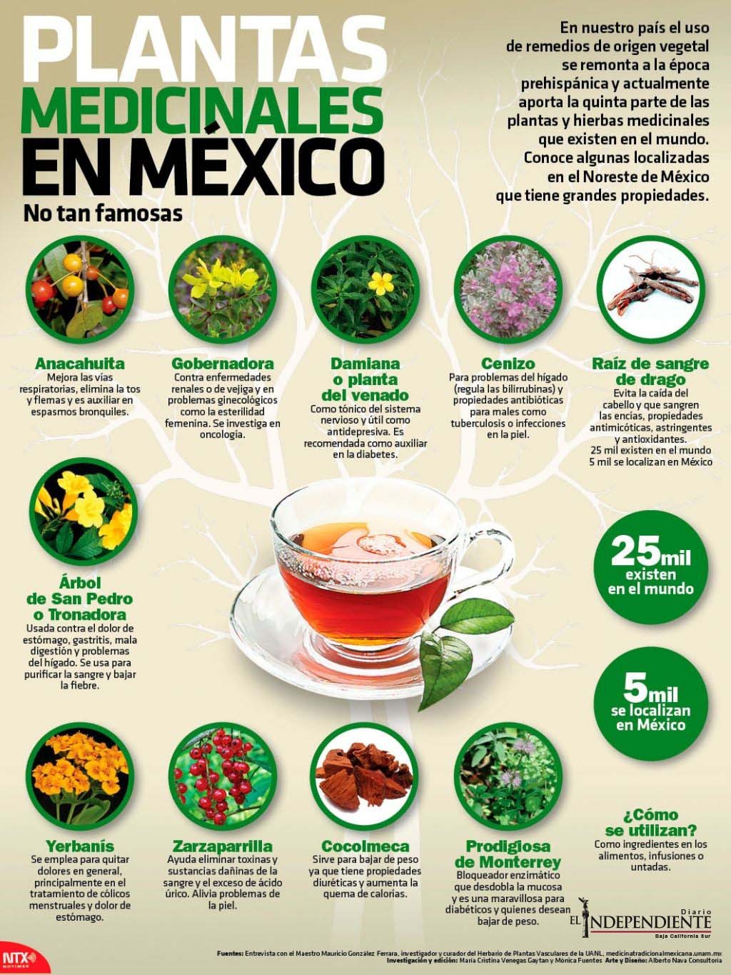 Plantas medicinales en México.