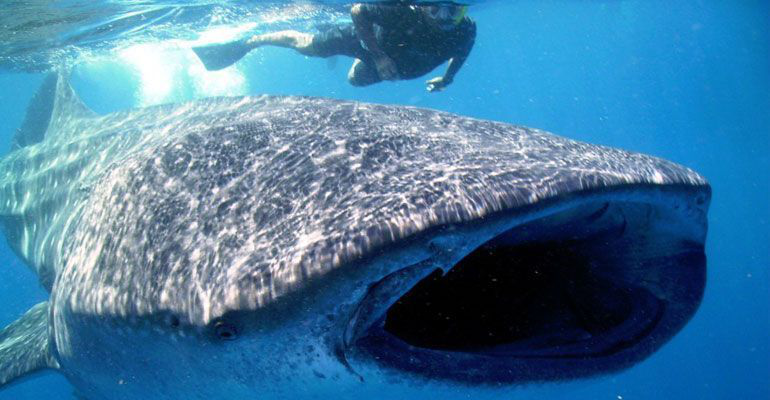 Asegura PROFEPA dos embarcaciones para proteger al tiburón ballena Asegura PROFEPA dos embarcaciones para proteger al tiburón ballena