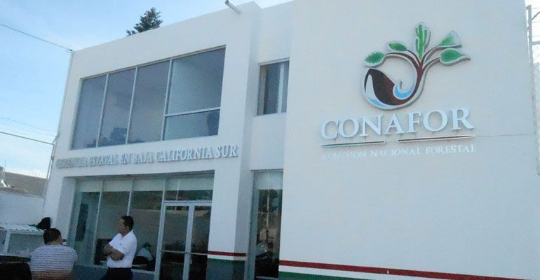 Descabezada la dirección de la CONAFOR, su titular no se para en la institución