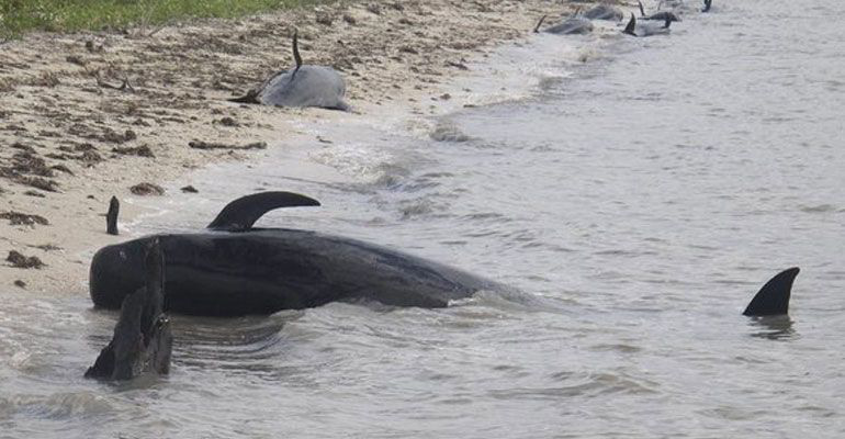 Muerte masiva de ballenas y tortugas fue por causas naturales Muerte masiva de ballenas y tortugas fue por causas naturales