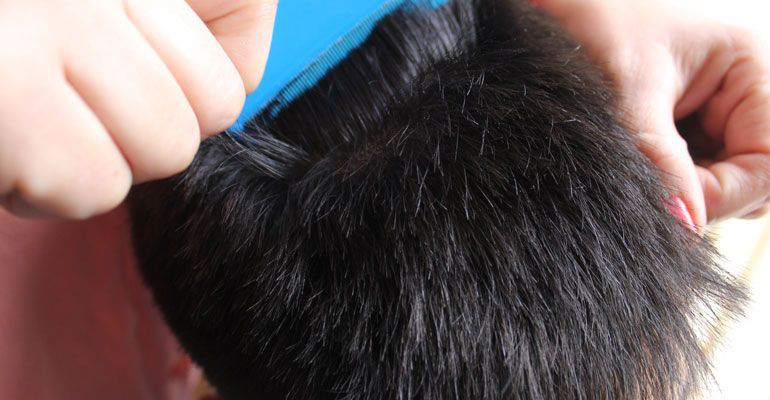 Reportan brote severo de piojos en escuelas primarias de La Paz Reportan brote severo de piojos en escuelas primarias de La Paz