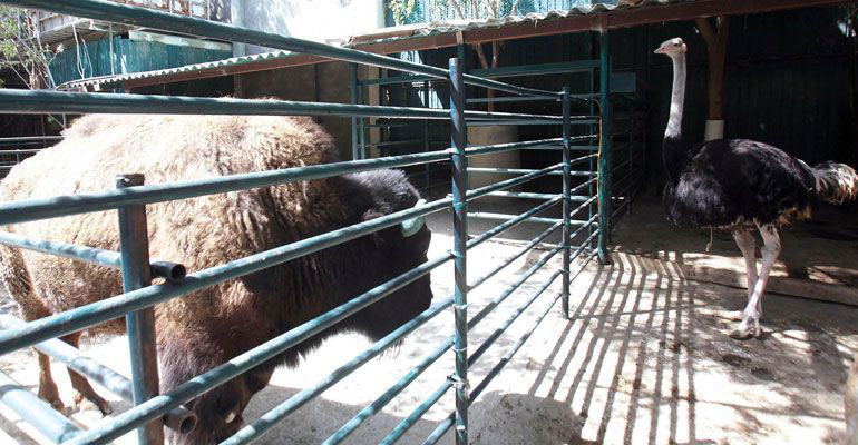 Diputado rechaza anomalías en operación de zoológico Diputado rechaza anomalías en operación de zoológico