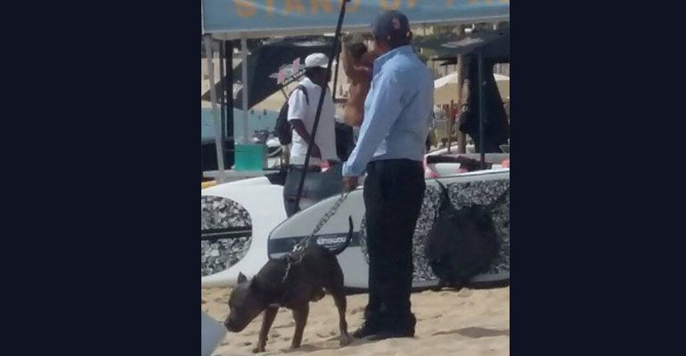 Denuncian a empresa de seguridad ilegal que utiliza perros de asalto en playas de Cabo San Lucas Denuncian a empresa de seguridad ilegal que utiliza perros de asalto en playas de Cabo San Lucas