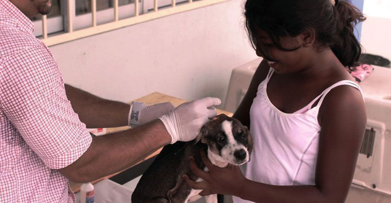 Listo el personal para la vacunación antirrábica canina y felina Listo el personal para la vacunación antirrábica canina y felina