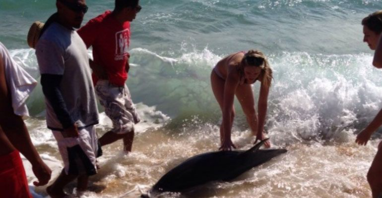 No existen perros malos o peligrosos, existen dueños irresponsables e inconscientes: ciudadanos