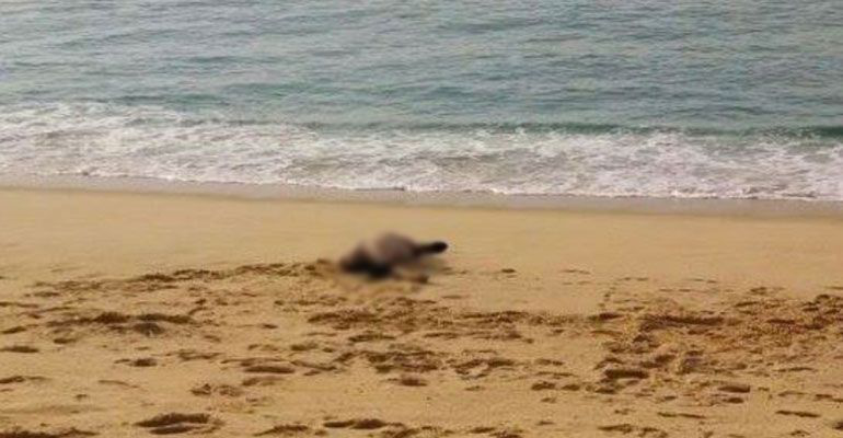 Finaliza semana santa con saldo rojo; tres personas murieron ahogadas en playas de BCS Finaliza semana santa con saldo rojo; tres personas murieron ahogadas en playas de BCS