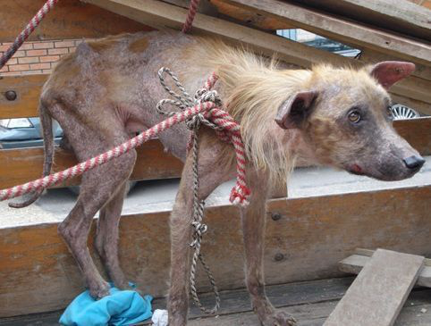 Endurecer sanciones a quienes cometan algún tipo de maltrato contra los animales, piden ciudadanos