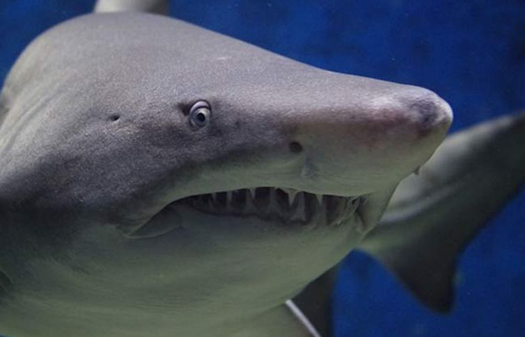 Tiburón arranca el brazo a adolescente en Carolina del Norte Tiburón arranca el brazo a adolescente en Carolina del Norte