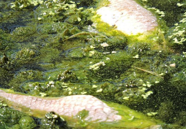 Plantas invasoras provocan la muerte de peces en el estero, advierte Ecología y Medio Ambiente