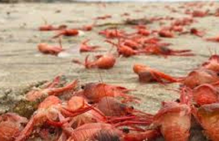 Exceso de población causó varamiento de langostillas en playas