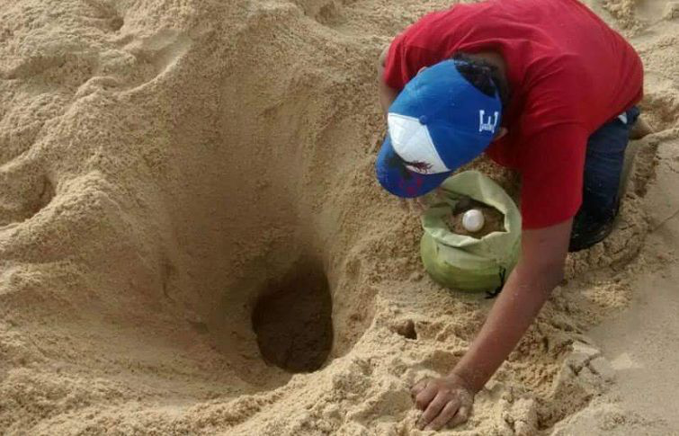 Continúa con éxito temporada de liberación de tortugas