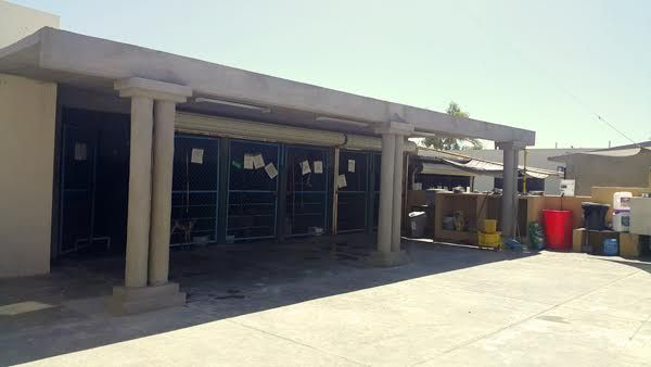 Atorada Ley de Protección Animal en Los Cabos