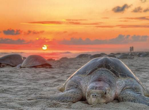 Evitarán con drones saqueo de tortuga Golfina