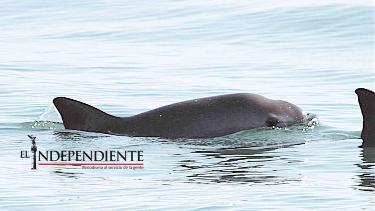 México pide apoyo para salvar a la vaquita marina México pide apoyo para salvar a la vaquita marina