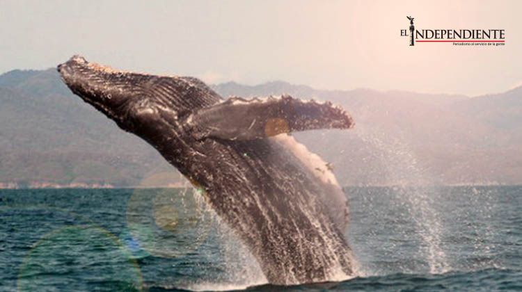 Dan fechas para avistamiento de ballenas en el país