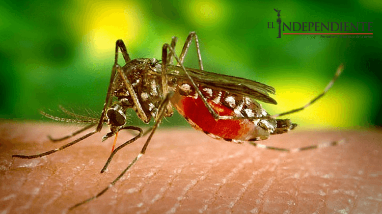 Aumentó el riesgo de Dengue y Chikungunya en la entidad Aumentó el riesgo de Dengue y Chikungunya en la entidad