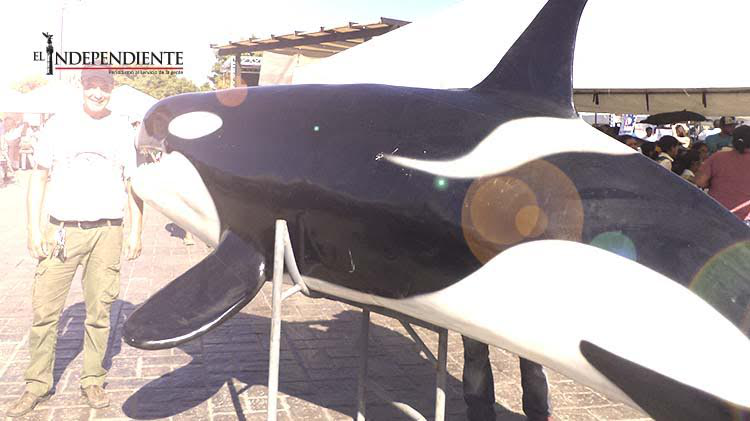 Para diciembre abrirá el museo de la ballena en La Paz Para diciembre abrirá el museo de la ballena en La Paz