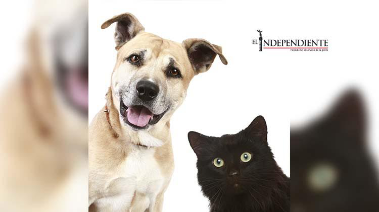 Promueve el Municipio el cuidado responsable de las mascotas Promueve el Municipio el cuidado responsable de las mascotas